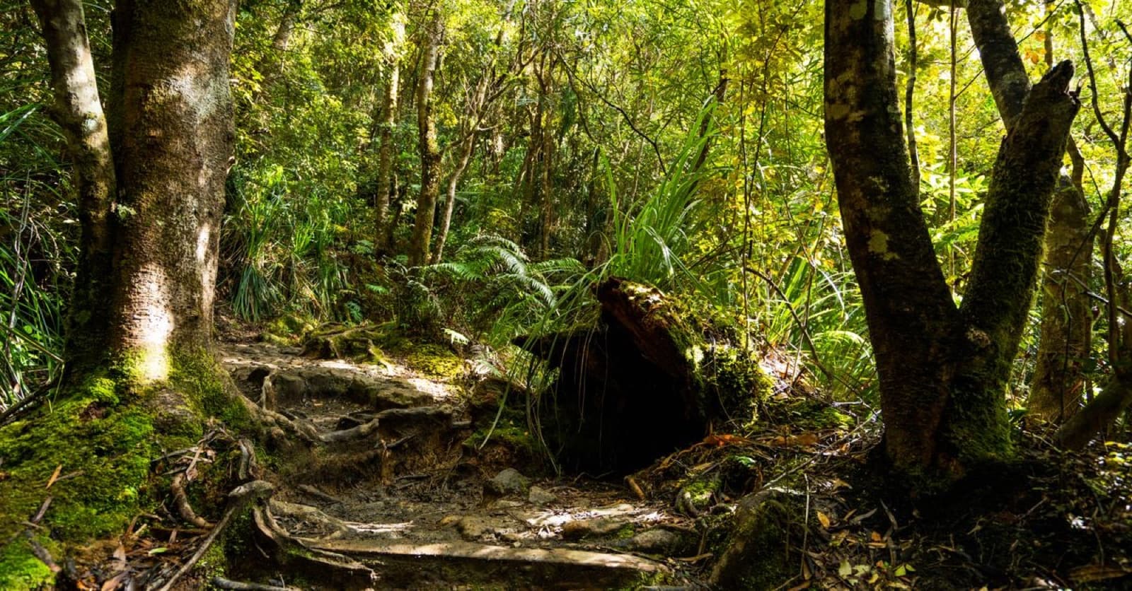 Lush native New Zealand forest and walking track in the Waikato