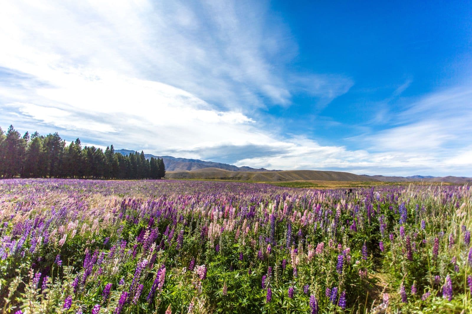 Wildflowers and open country in New Zealand during the shoulder season, the cheapest good months to visit