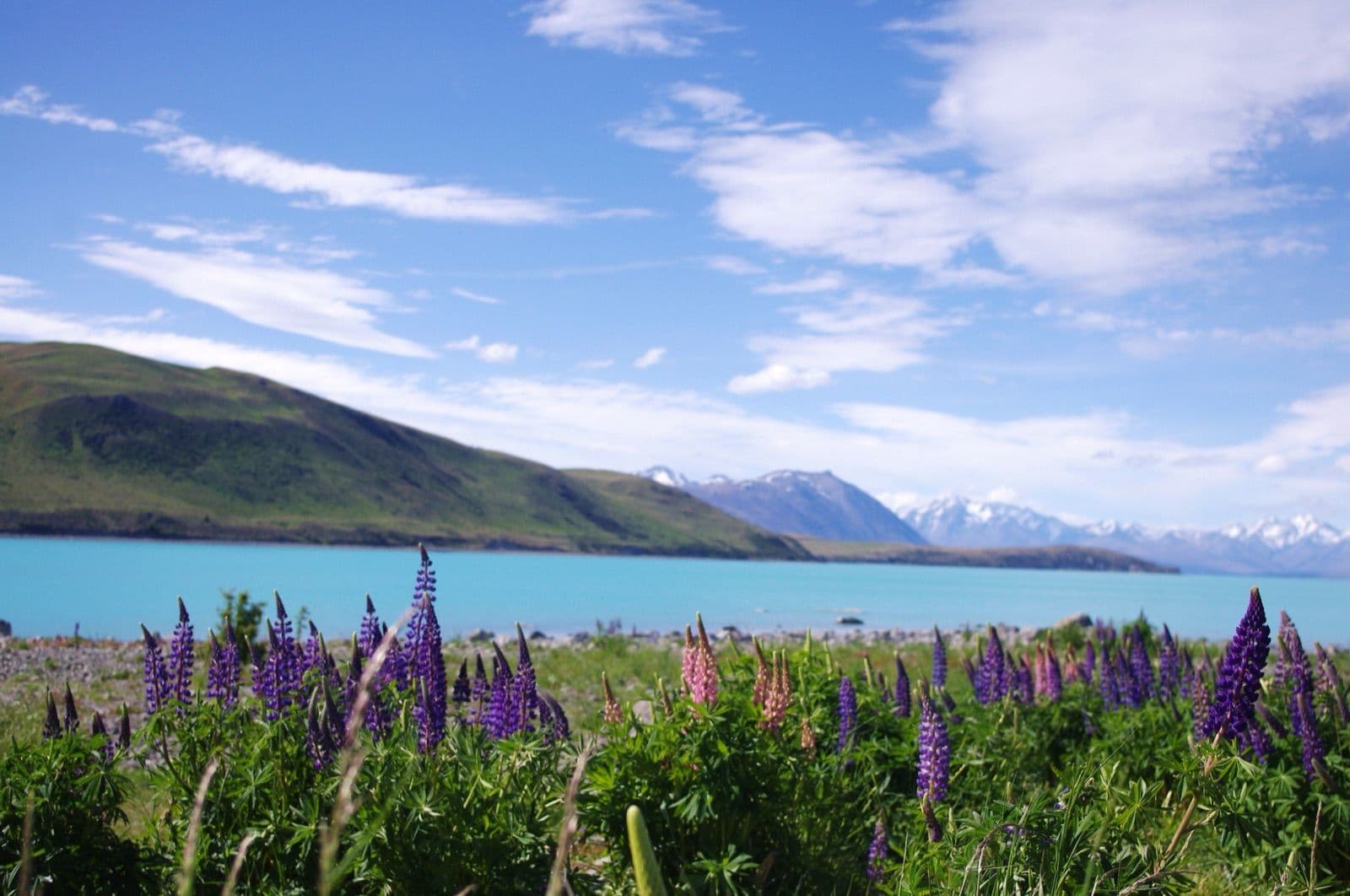 Lupins in flower beside a glacial lake below snow-capped mountains, New Zealand in early summer