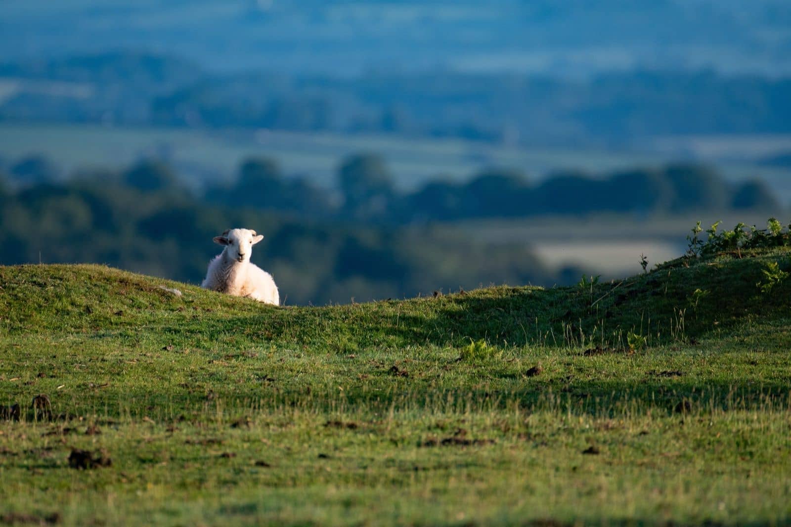 Schaf auf einem grünen Hügel, typische Landschaft der Nordinsel Neuseelands
