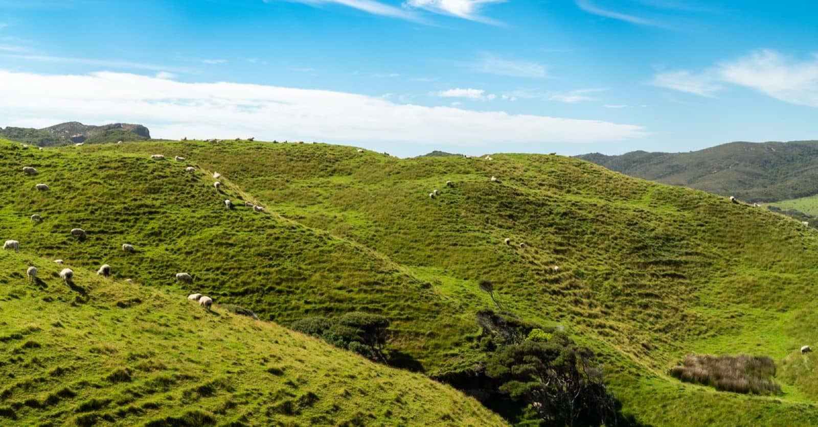 Groene heuvels met grazende schapen in Nieuw-Zeeland