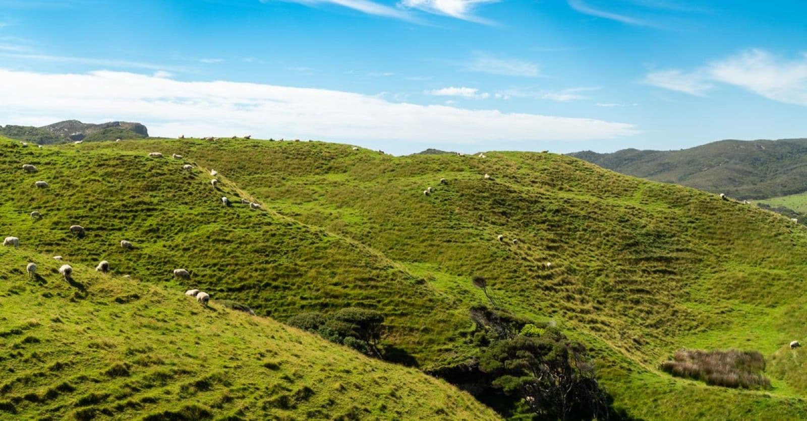 Groene heuvels met grazende schapen in Nieuw-Zeeland