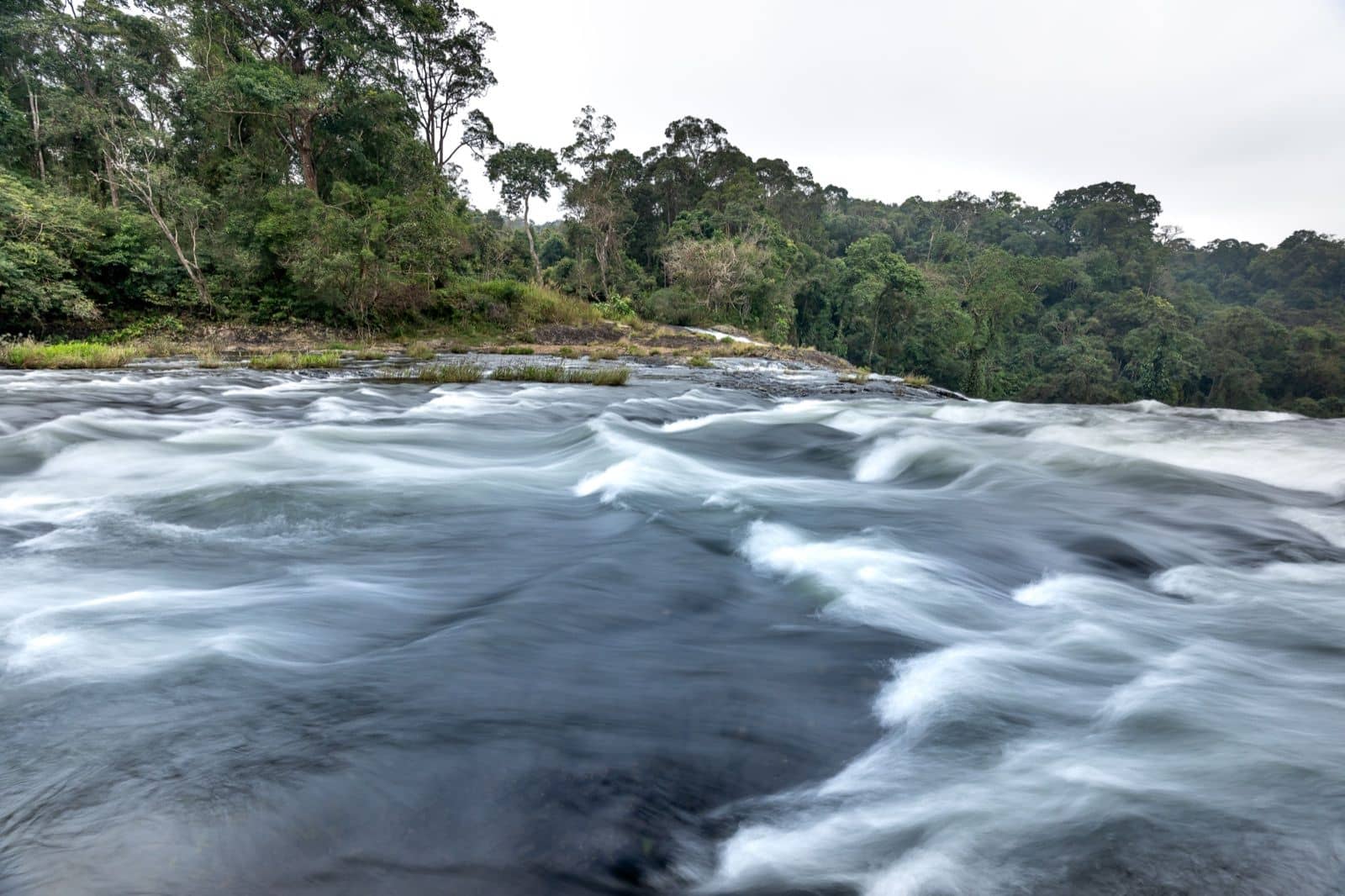 River running through dense New Zealand rainforest, prime sandfly habitat on the West Coast