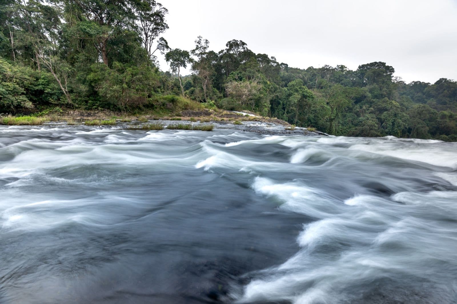 River running through dense New Zealand rainforest, prime sandfly habitat on the West Coast