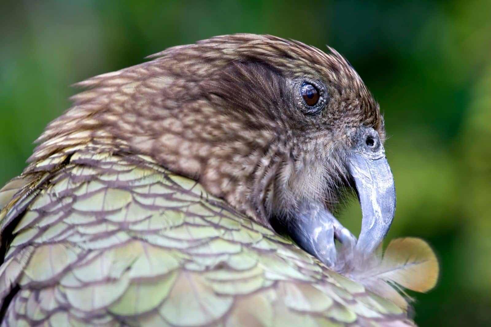 Kea-Papagei beim Putzen, eines der bekanntesten Tiere in Neuseeland