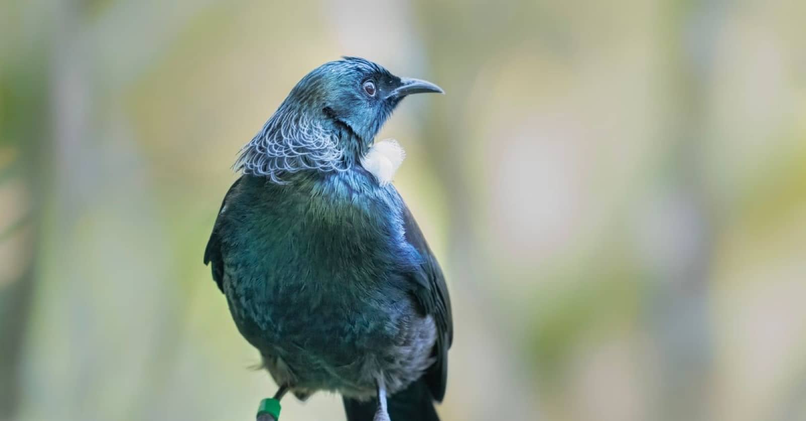 Close-up van een tūī, een Nieuw-Zeelandse zangvogel